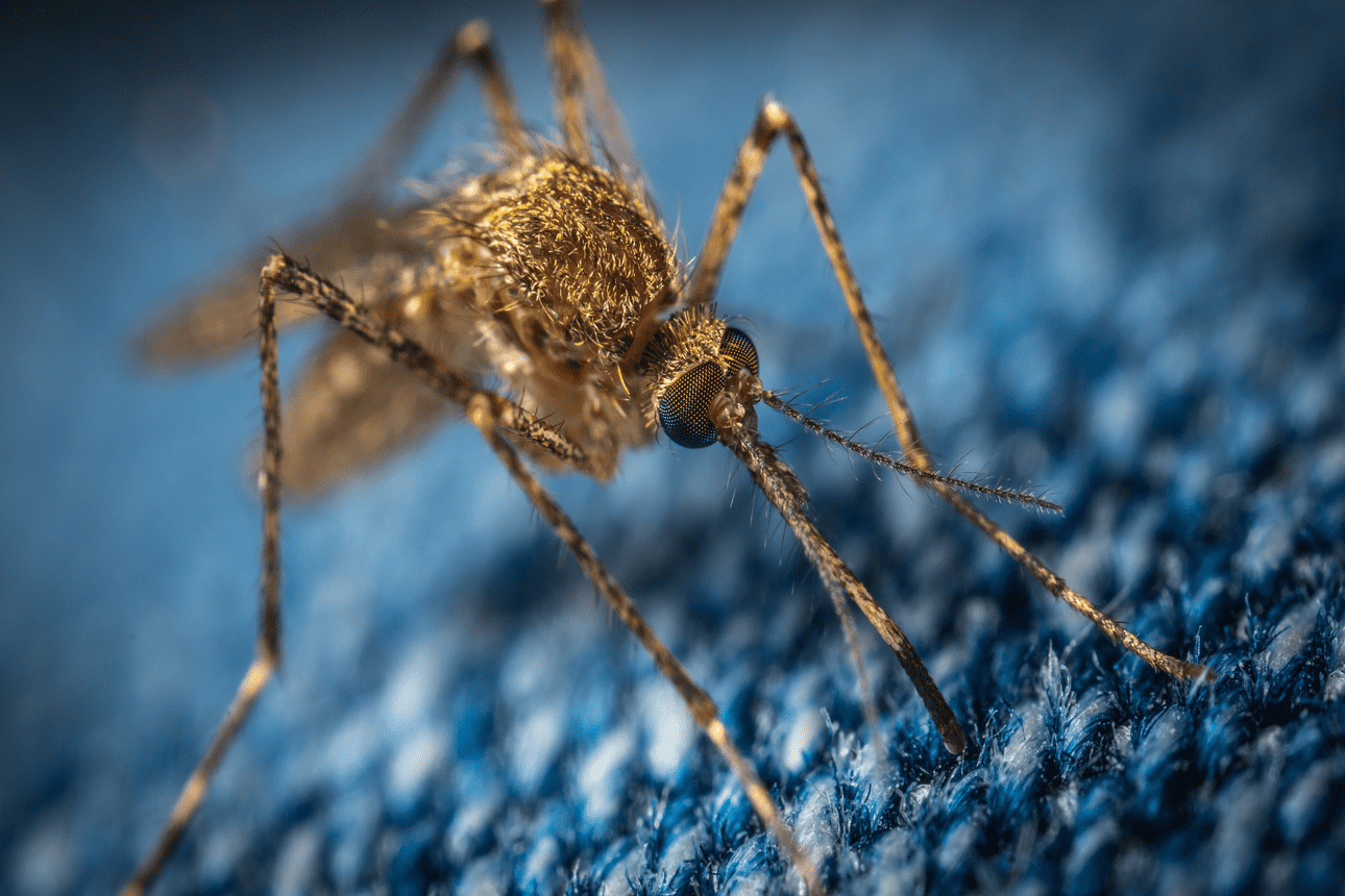 The Economic Case for Combating Malaria